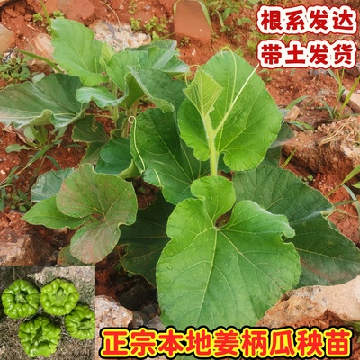 正宗姜柄瓜苗秧苗带土发货云南新鲜姜柄瓜苗姜柄瓜种子农家老品种