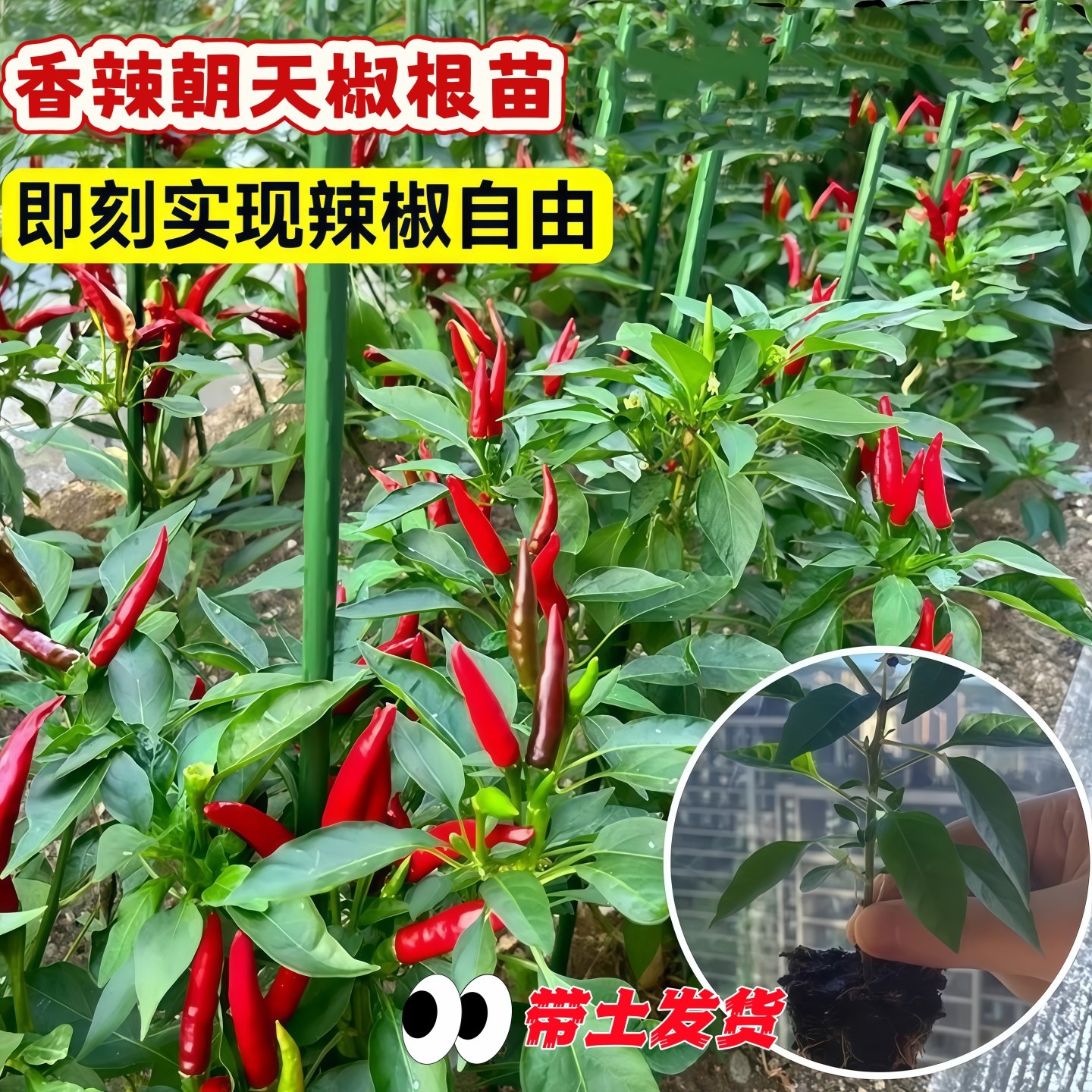 朝天椒苗带土新鲜朝天椒盆栽正宗四川特辣辣椒苗小米辣种子老品种
