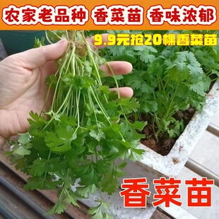 四季香菜苗老品种香菜苗带根带土小叶香菜苗秧苗芫荽苗子农家本地