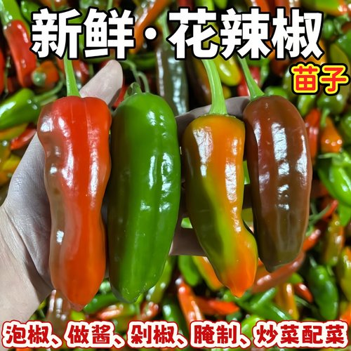 芜湖农家种植老品种青紫花椒苗彩虹椒新鲜现摘饱满汁厚花辣椒苗子
