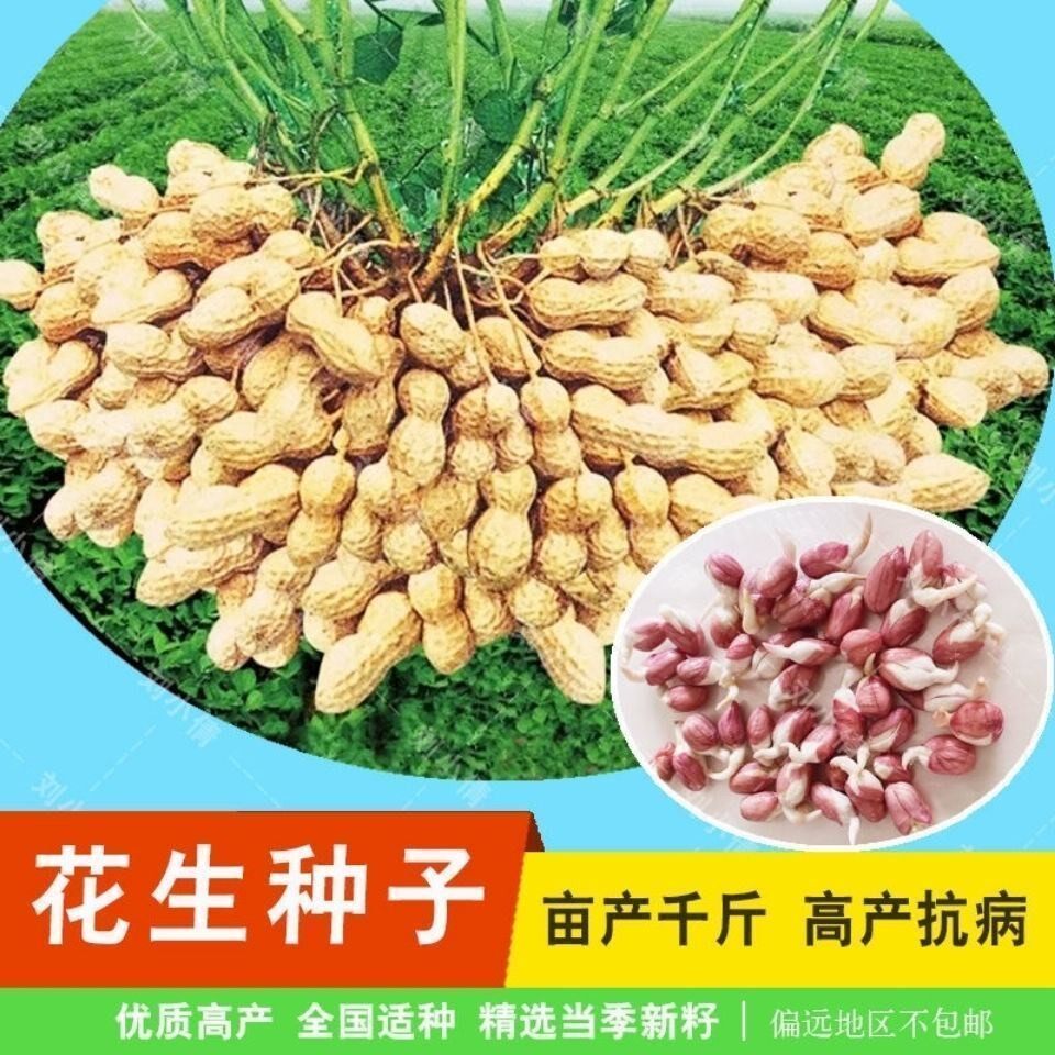 山东高产花生种子带壳花育60花生种子出油王原种早熟高产抗病一代