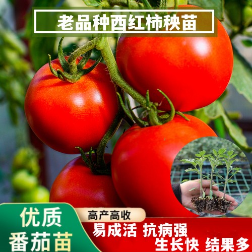毛粉番茄苗大红大粉红圣女老品种