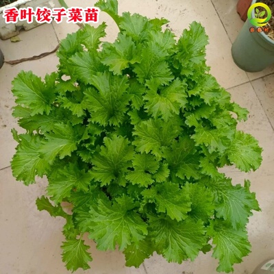 香叶饺子菜苗带根带土发货老品种本地大叶芥菜苗香芥菜包饺子好吃
