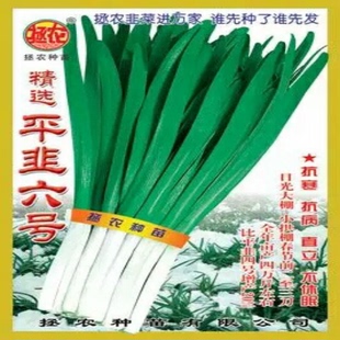 不休眠韭菜种子包邮平韭六号200克 河南韭菜种籽特价拯农韭菜种孑
