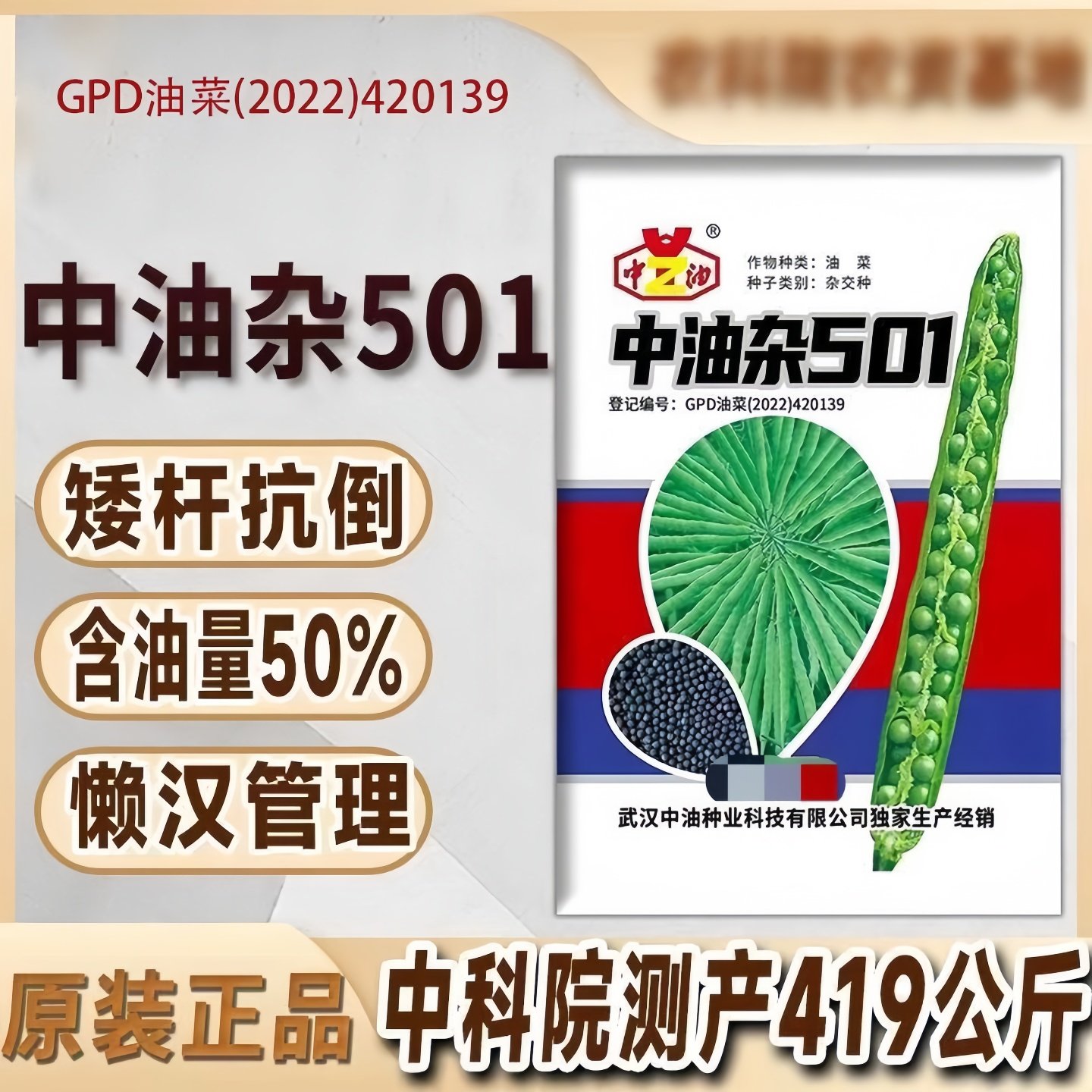 中油杂501油菜种 耐寒油菜高产种子新品种油菜抗病杂交高产油菜种