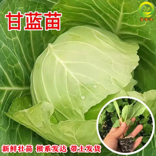 耐寒包心甘蓝秧苗带土春秋播高产