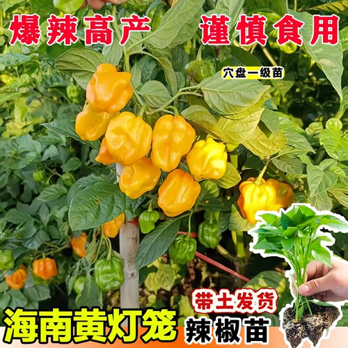 海南黄灯笼辣椒苗 红魔鬼辣椒种苗 春秋四季室内阳台盆栽蔬菜种子