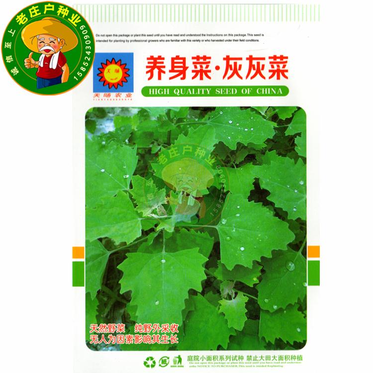 养身菜灰灰菜种子农家菜种子野菜籽阳台庭院盆栽