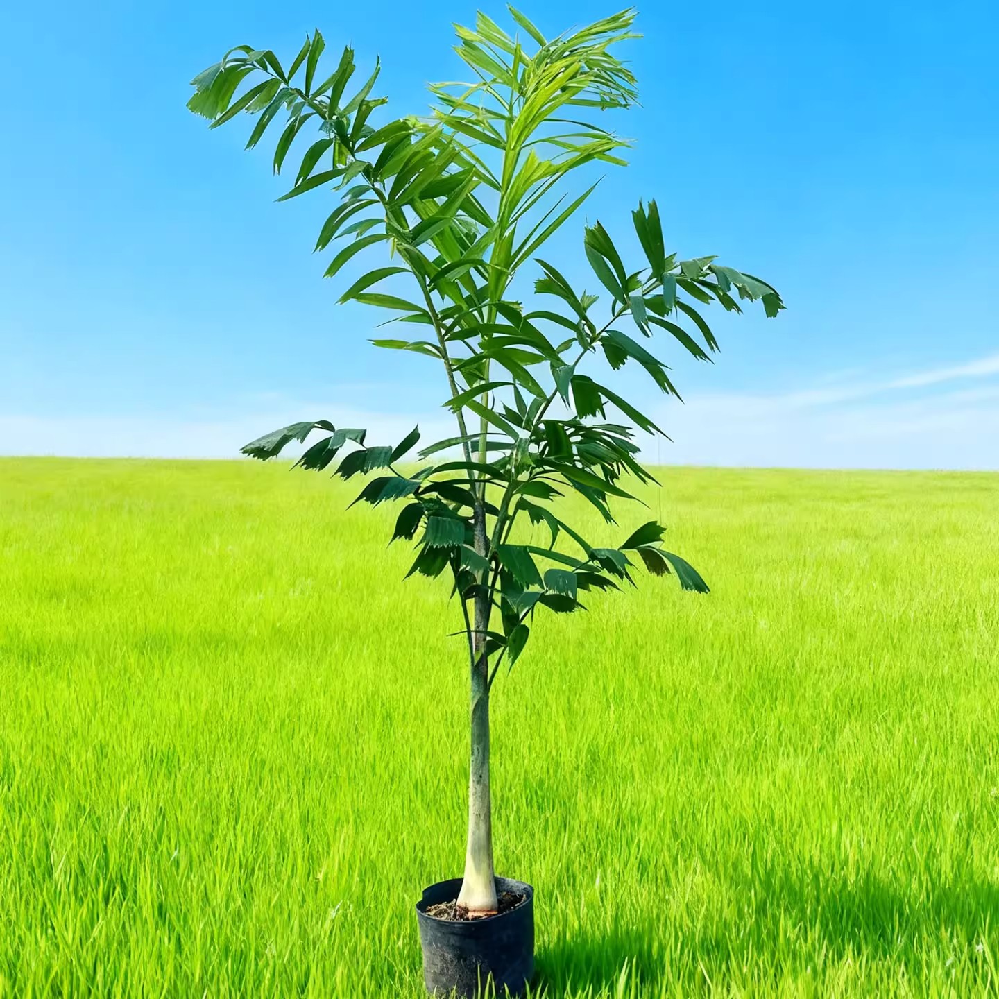 庭院景观树狐尾椰子树苗热带风景树门前树室内大型盆栽棕榈科植物