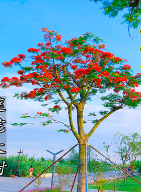 凤凰花树苗庭院别墅风景树红花楹大树室外门前遮阳旺宅凤凰木树苗