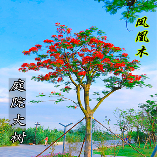 凤凰花树苗庭院别墅风景树红花楹大树室外门前遮阳旺宅凤凰木树苗