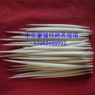 养殖纯白色豪猪刺 纯白色箭猪刺