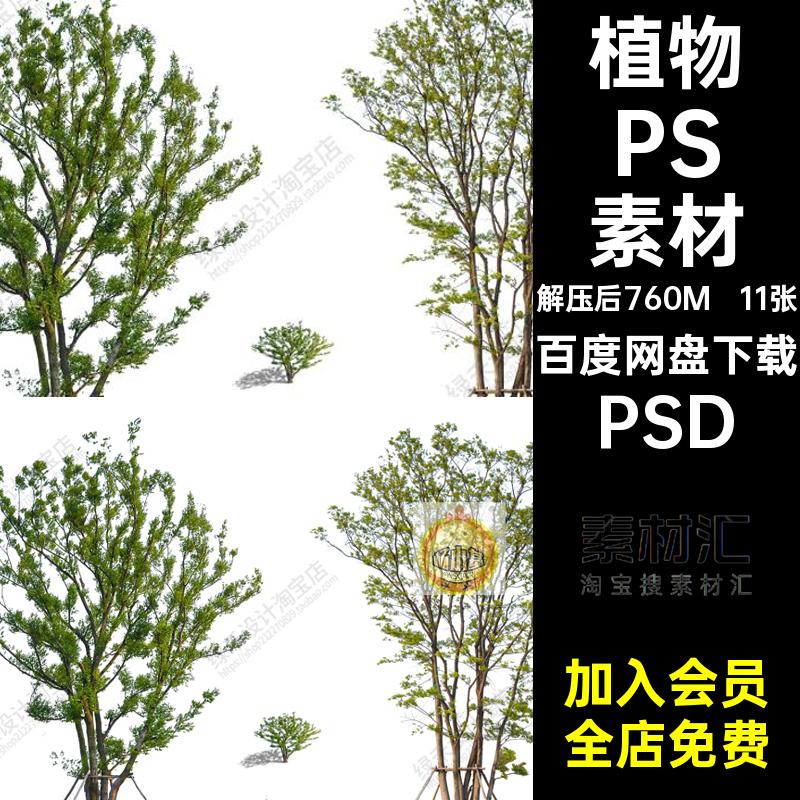 11张乌桕树PSD素材效果图景观朴树立面植物后期乔木园林psd丛生