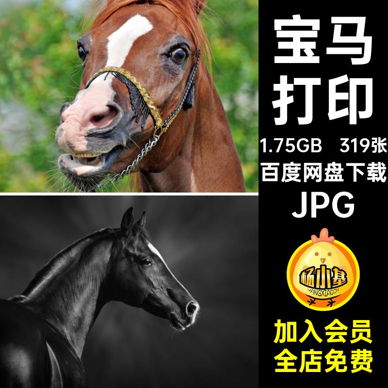319张高清骏马生物的素材动物JPG合成喷绘打印奔跑设计宝马美工