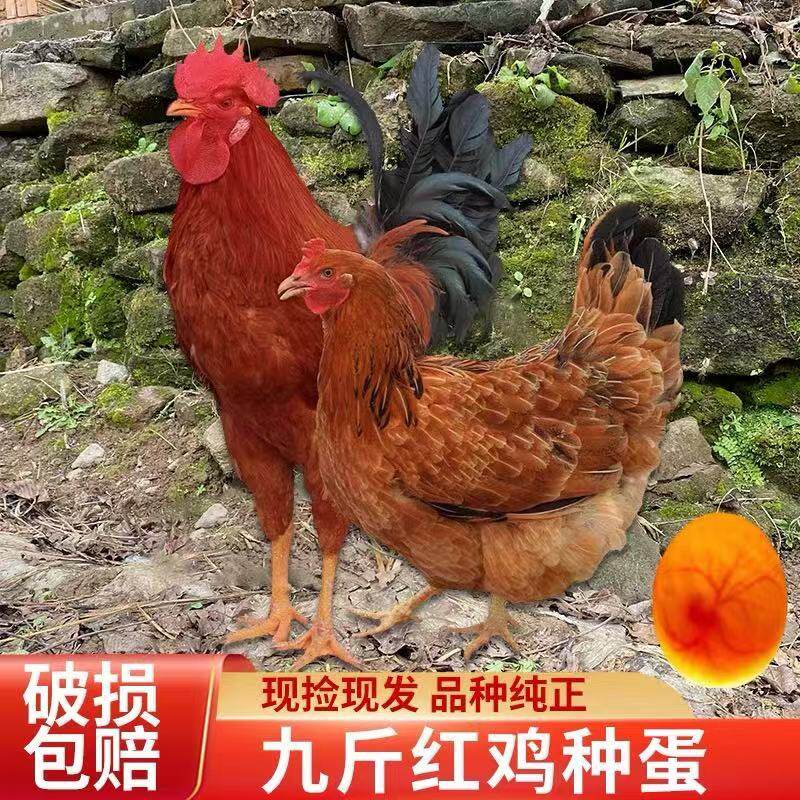 九斤红种蛋受精蛋九斤黄红玉380大型品种土鸡肉鸡10枚起发