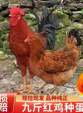 九斤红种蛋受精蛋九斤黄红玉380大型品种土鸡肉鸡10枚起发