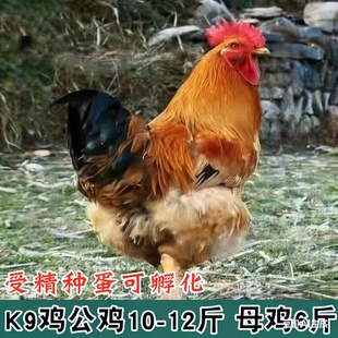 快大型麻黄鸡 K9 港麻882大种鸡受精蛋可孵化小鸡10枚起发