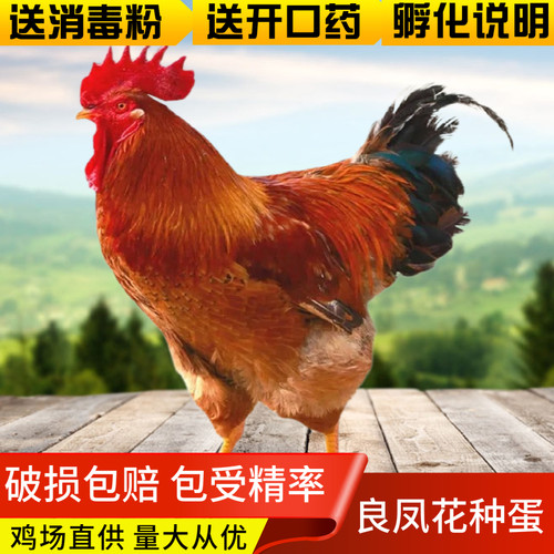 良凤花鸡种蛋受精蛋高产肉鸡种蛋受精蛋10枚起发