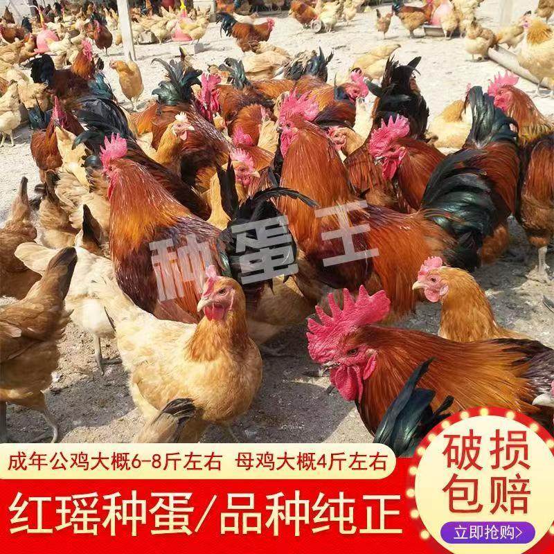 种蛋受精蛋可孵化小鸡纯种红瑶鸡散养土鸡蛋现捡现发10枚起发,宠物/宠物食品及用品,宠物鸡,淘宝优惠券,粉丝福利购,淘宝优惠卷