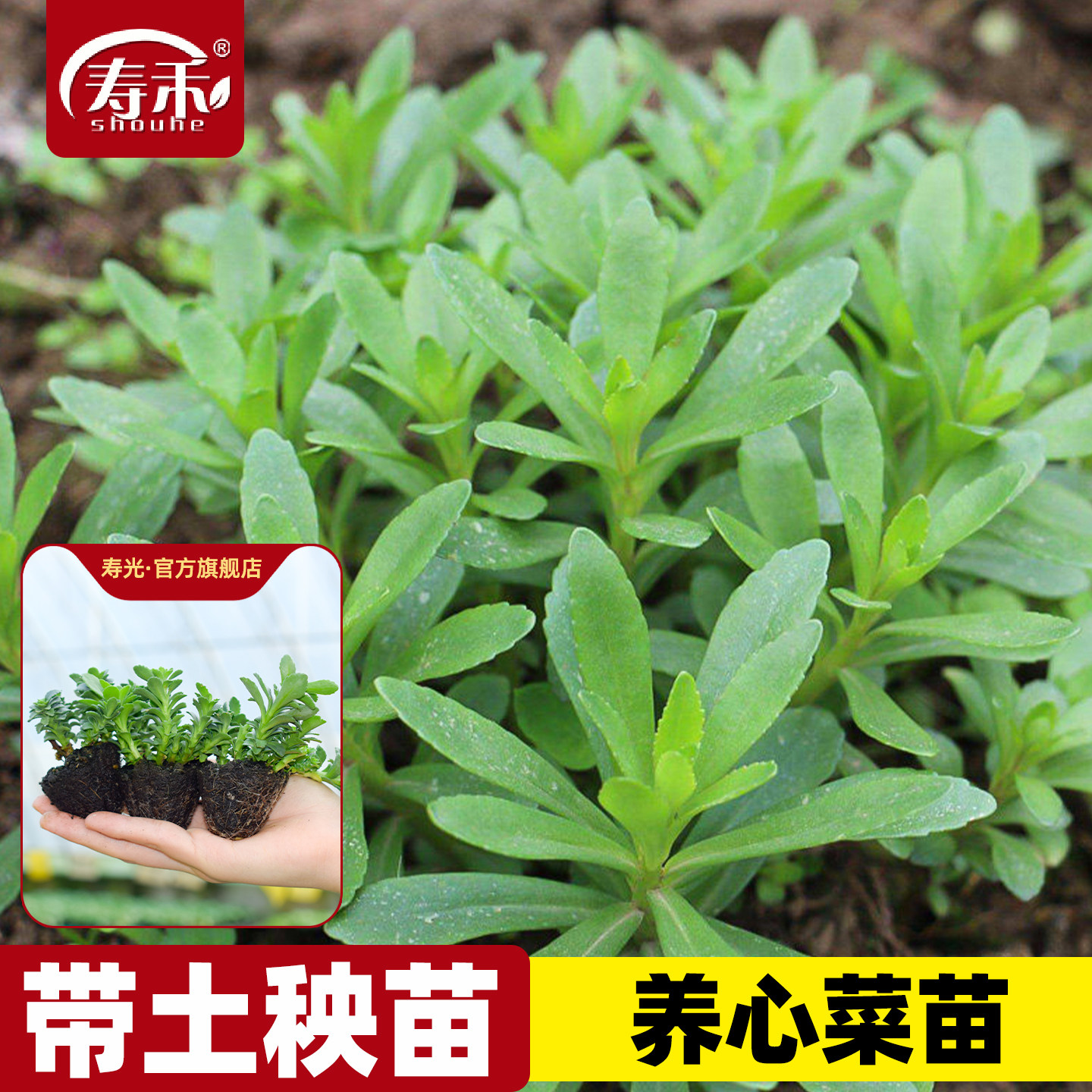 养心菜苗秧种子孑救心菜种籽四季高钙根苗菜籽盆栽苗子秧苗菜种