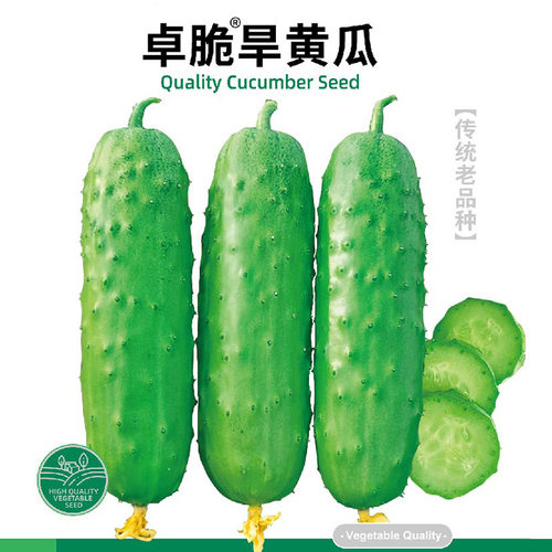 卓脆旱黄瓜种子苗籽种
