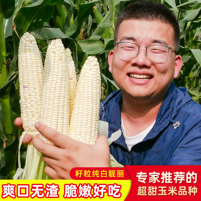 水果玉米种子高产春季图片