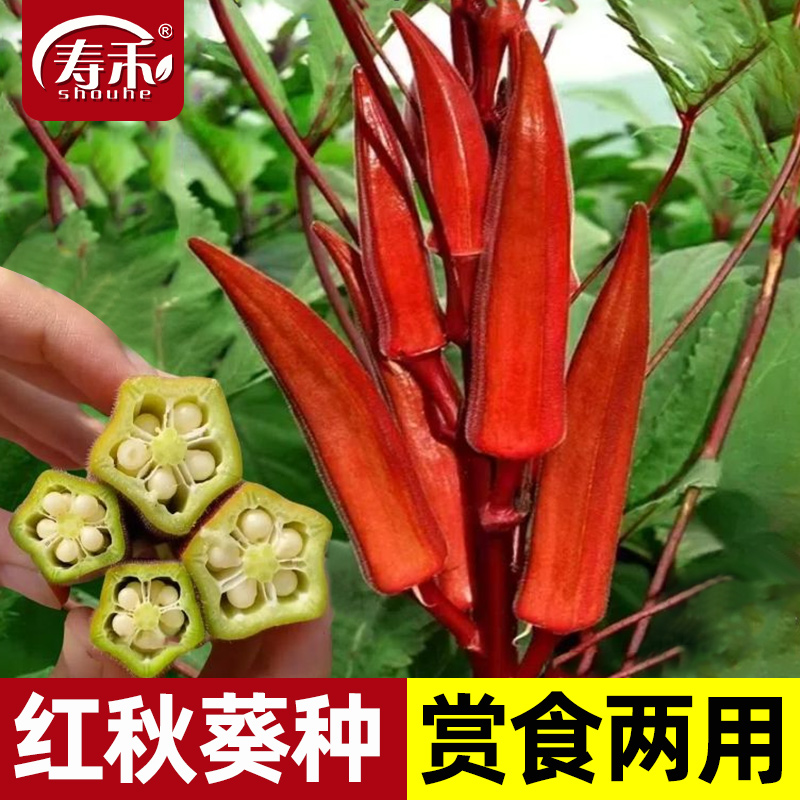 蔬菜种籽孑四季红秋葵