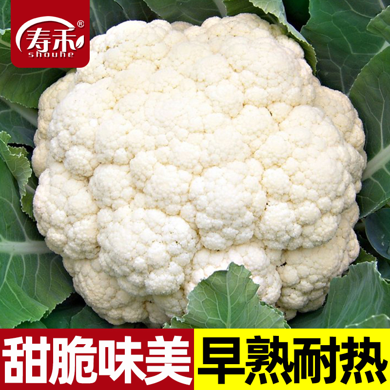 雪山60天花椰菜种子早熟耐热菜花