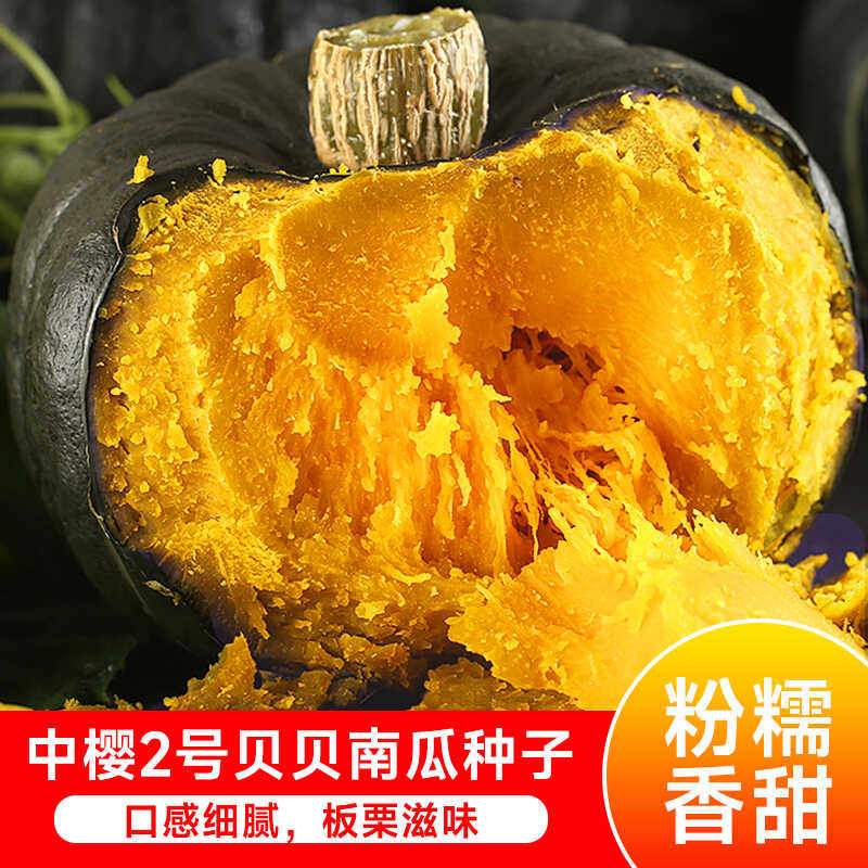 正宗中樱绿贝贝南瓜种子板栗味小南瓜新鲜粉糯香甜宝宝辅食蔬菜籽