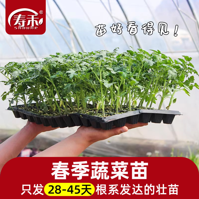 春季蔬菜苗秧大全菜苗秧苗番茄黄瓜辣椒西瓜茄子甜瓜圣女果苗批发