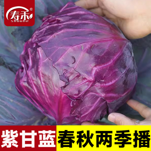 紫甘藍種子種籽孑子苗秧包萊菜苗包菜蔬菜秧苗大頭菜包心菜圓白菜
