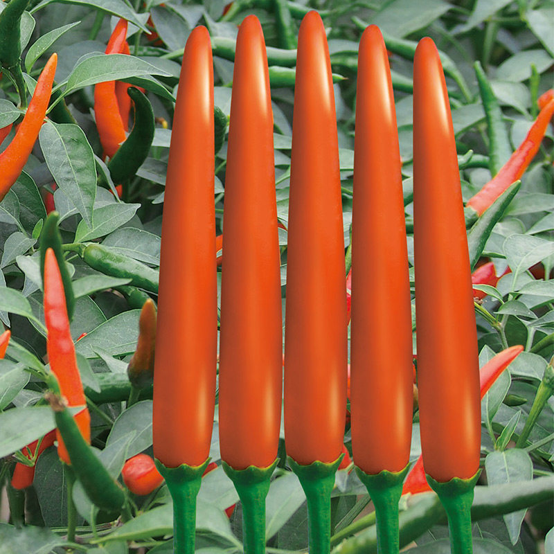艳艳红大果型单生朝天椒种子种籽辣椒籽种超辣高产指天椒孑