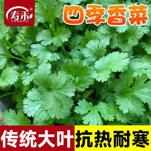 安瑟米香菜种子耐寒四季种植蔬菜秋冬籽种菜孑香菜籽儿速生种籽