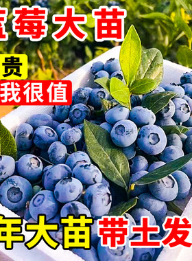 蓝莓苗l29蓝莓树果苗南方种植苔藓盆栽北方种植种子f6树苗特大苗