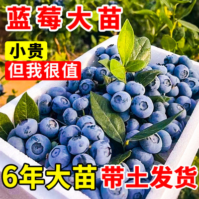 蓝莓苗l25蓝莓树果苗树苗盆栽南方北方耐寒种植果树优瑞卡f6苔藓