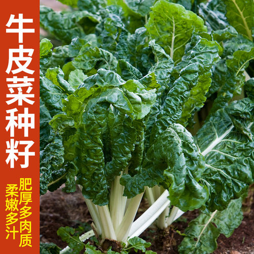 莙荙菜重庆厚皮四季君达种子