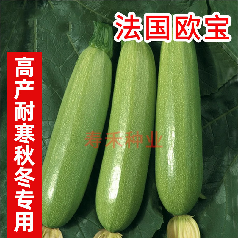 法国欧宝基地高产西葫芦种子种籽孑翠绿耐寒耐热西胡芦早熟不歇秧