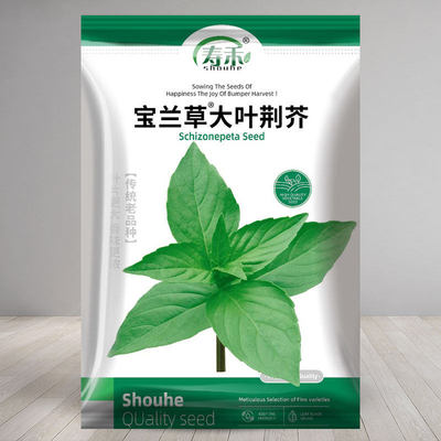 宝兰草大叶荆芥种子孑种籽荆芥苗秧苗盆栽种籽菜种河南蔬菜秧荆棘