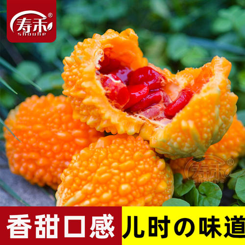 如泉水般甘甜的小苦瓜，口感香甜