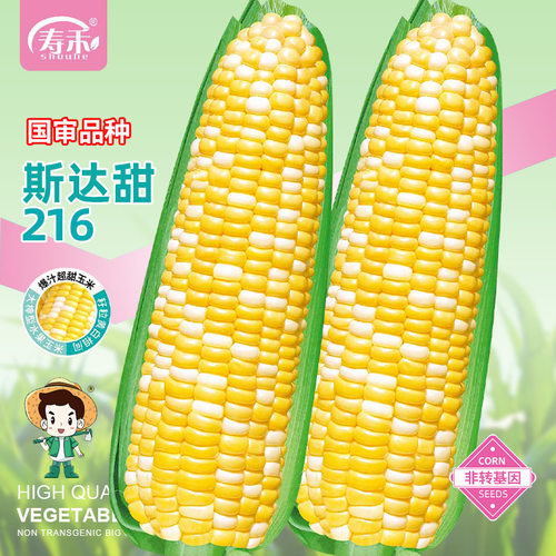 斯达甜216早熟超甜水果玉米