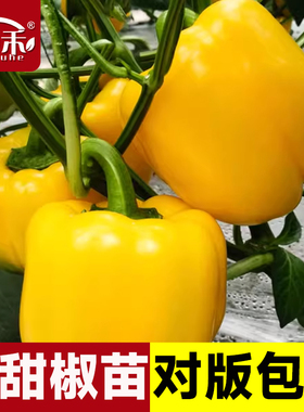黄色甜椒种子苗灯笼辣椒阳台四季秧彩椒蔬菜幼苗秧苗菜苗种籽孑