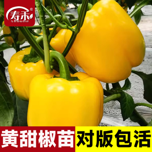 黃色甜椒種子苗燈籠辣椒陽(yáng)臺(tái)四季 秧彩椒蔬菜幼苗秧苗菜苗種籽孑