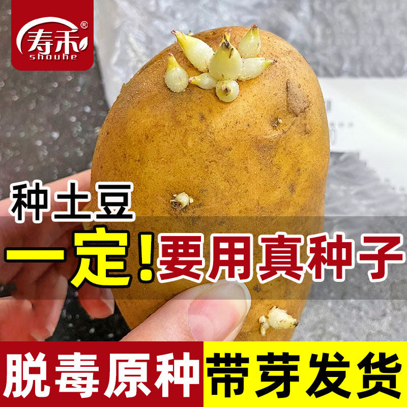 黄皮土豆种孑种子种籽马铃薯种黄心带芽本地高产特大批发发芽原种