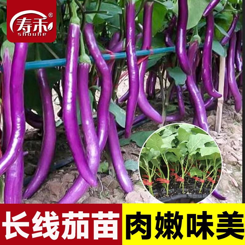 杭茄子种子种籽菜苗线茄蔬菜孑四季苗秧秧苗长茄茄苗老品种带土