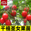 千禧圣女果种子种籽孑菜种小番茄苗秧西红柿蔬菜菜苗盆栽秧苗果苗