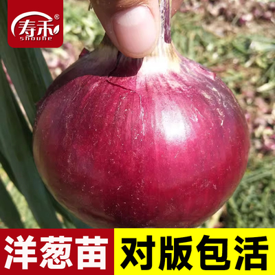 洋葱蔬菜幼苗苗子种植苗四季特大圆葱水果红皮耐寒紫皮秧苗葱盆栽