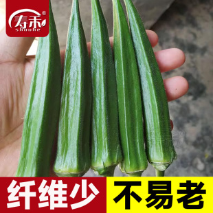 黃秋葵種子種籽苗秧四季 水果菜苗菜種菜籽帶土秧苗大苗菜孑樹(shù)苗