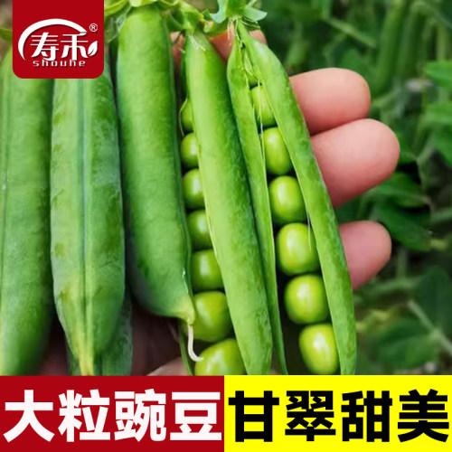 甜脆豌豆种子台湾长寿孑老