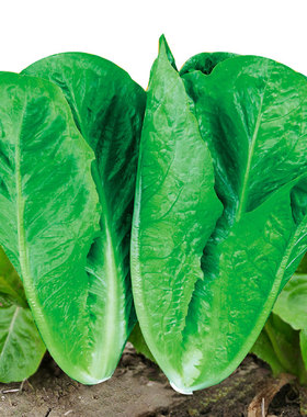 大罗马生菜种子种籽紫叶红叶直立紫色籽种四季盆栽青菜菜籽孑紫