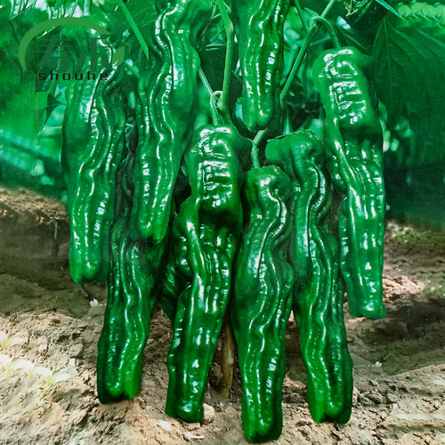 香辣皱皮辣椒种子薄皮辣椒